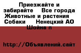 Приезжайте и забирайте. - Все города Животные и растения » Собаки   . Ненецкий АО,Шойна п.